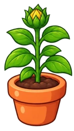 A growing sunflower